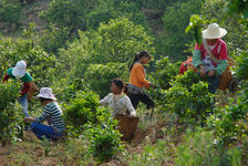 Jeunes femmes récoltant un jardin écologique (Bing Dao)