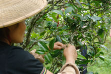  Young Women collecting an ecological garden (Bing Dao)