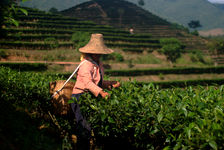  Harvest Di Tai (Shan Jinuo)