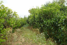 Allées d'arbres de taille moyenne