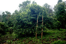 Echelle posée sur un arbre ancien pour y grimper plus aisément (Banzhang)