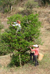 Cueilleuses de feuilles au milieux de grands arbres à Bing Dao, Mengku