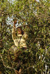 Cueilleuses de feuilles au milieux de grands arbres à Bing Dao, Mengku