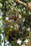  leaf pickers in environments with large trees to Bing Dao Mengku