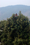 Jeune femme cueuillant des feuilles au somet d'un grand arbre à thé ancien à Pu'Er