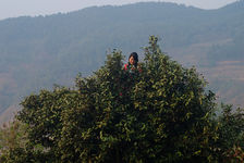 Jeune fille au sommet d'un grand arbre à Pu'Er