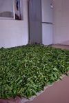  Fresh leaves drying in the kitchen (Wu Yi)