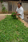  Fresh leaves spread out to a first sun drying (Mengku)