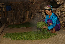 Aération des feuilles suivant le Sha Qing