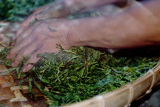 Pétrissage artisanal des feuilles de puerh <span class='translation'>(Pu Er tea)</span> dans une ferme de Yi Wu