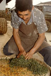  Kneading craft sheets puerh <span class='translation'>(Pu Er tea)</span> in Pu'er