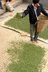  Last of the leaves to dry Bing Dao Mengku