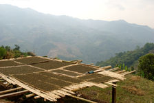 Séchage des feuilles au soleil à Bing Dao, Mengku