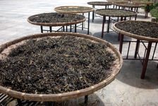  Drying the leaves in the sun to YiWu