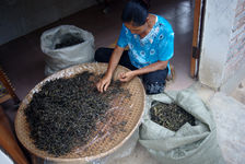  Sorting in YiWu Yellow leaves (Wang)