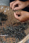  Sorting in YiWu Yellow leaves (Wang)