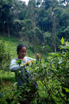  Small family producer (Wang Bing) Wu Yi in picking tea leaves