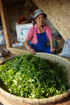  Fresh leaves barely picked at a small producer in Pu'er