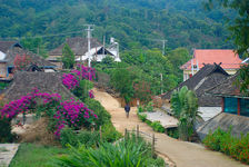 Tai Di containing trees with purple Yi Wu