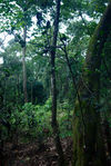  Tea tree growing in the middle of the forest in YiWu