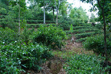 Tea Garden modern Nanuo