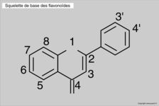 Squelette de base des flavonoides