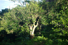 Vieux théiers de plantation dans la montagne Jinuo