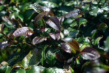 purple leaves on a tea tree YiWu