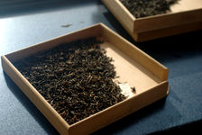 Feuilles de puerh <span class='translation'>(Pu Er tea)</span> en cours d'analyse à Haiwan Tea Factory