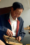  Zou Bing Liang observing a sample of Mao Cha