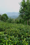 Fragment of tea garden Lan Ting Chun