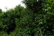 Grand tea trees in the garden of Lan Ting Chen