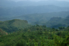 Fragment du jardin à thé Lan Ting Chun