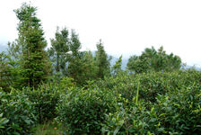 Fragment du jardin à thé Lan Ting Chun