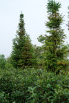 Trees and tea high biodiversity