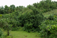  Great tea in the garden of Lan Ting Chun