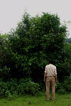 Du Guo Ting devant un de ses grand arbres