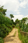 Small path between the gardens of De Yong, Lincang