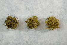 Trois Bi Luo Chun du Yunnan (feuilles déployées)