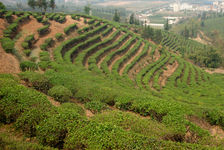 Pan de colline à Pu'Er, une des régions productrice de thé vert du Yunnan