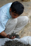 Wang Bing observing a mao cha mahai, YiWu