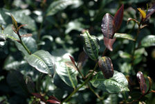 Feuilles violettes sur lesquelles sont basées la production de Yo Cha Nikosan