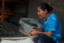 Sorting tea leaves in the Wang family
