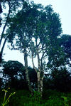 Grand arbre à thé ancien (Lao Banzhang, Xishuangbanna)