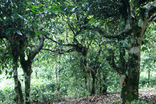  Tea Garden in old Nanuo, Xishuangbanna