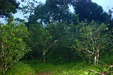 Tea Garden in old Banzhang, Xishuangbanna