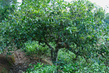 Trees old plantation (Nanuo Shan, Xishuangbanna)