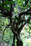 Trees old plantation (Nanuo Shan, Xishuangbanna)