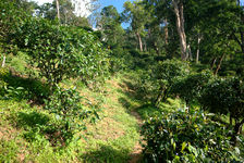  Trees old plantation (Jinuo Shan, Xishuangbanna)