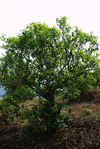  Trees old plantation (Bing Dai, Mengku, Lincang)